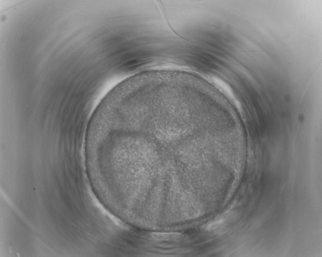 X0000088070863200706011512