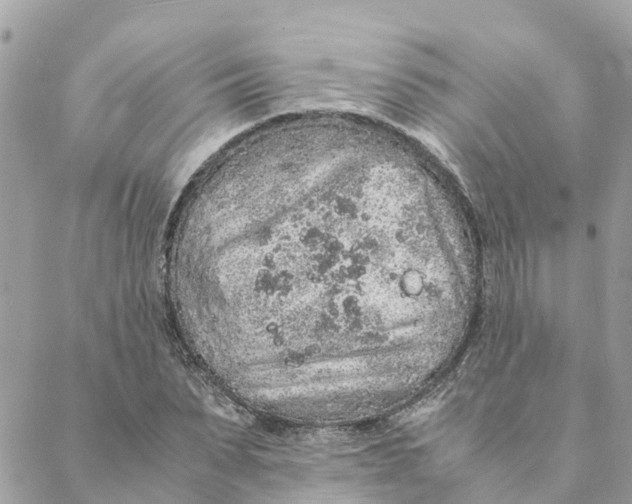 X0000088070879200706011511