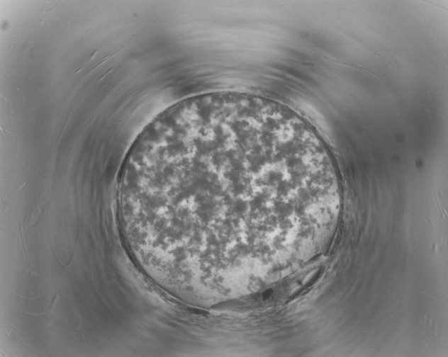 X0000088070899200706011510