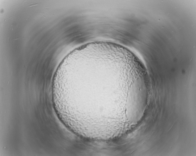 X0000088070911200706011510