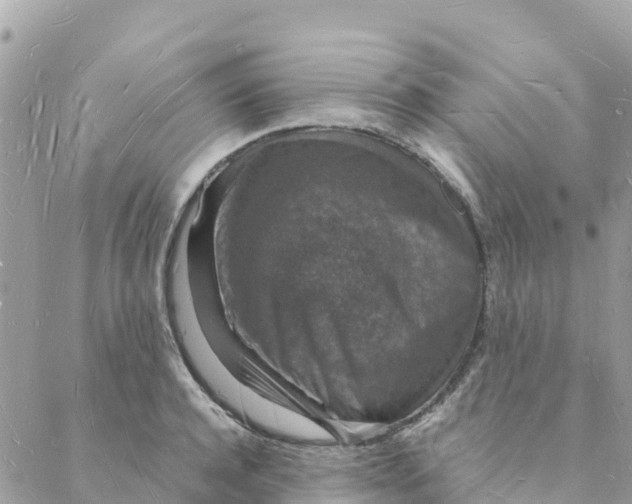 X0000088070944200706011510