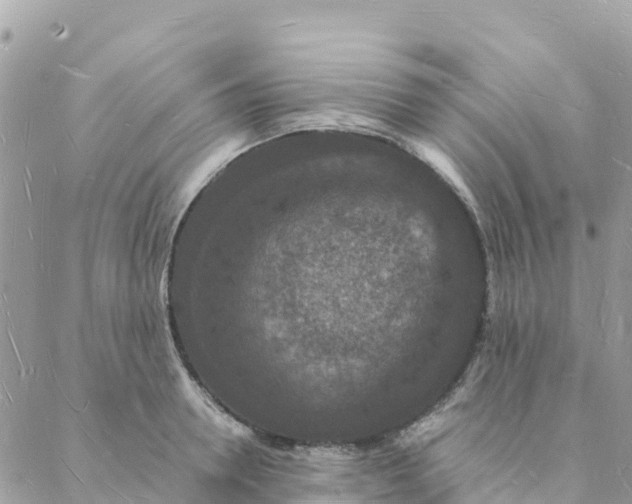 X0000088070946200706011510