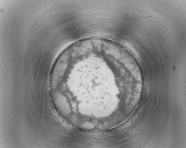 X0000088070948200706011510