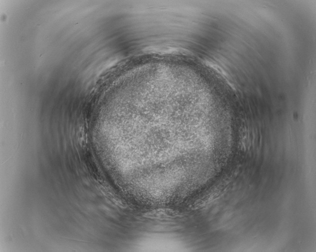 X0000088070966200706011509