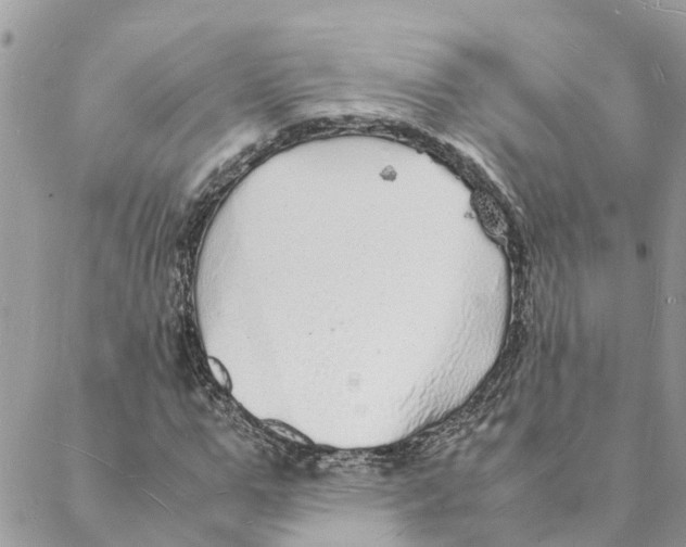 X0000088070967200706011509