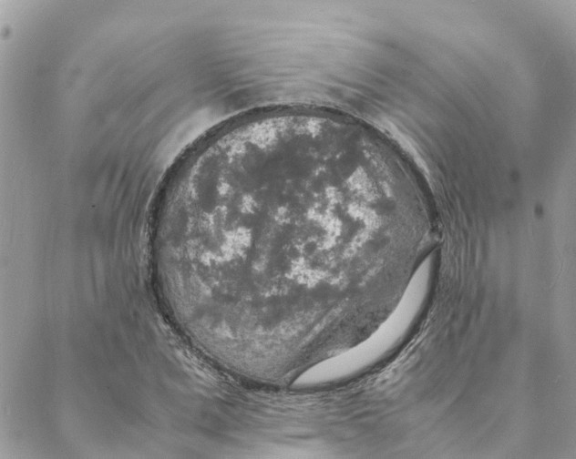 X0000088070975200706011509