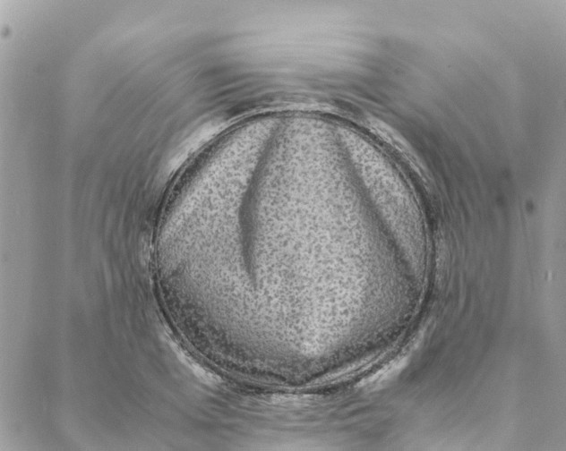 X0000088070985200706011509