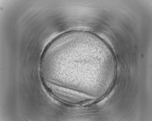 X0000088070989200706011509