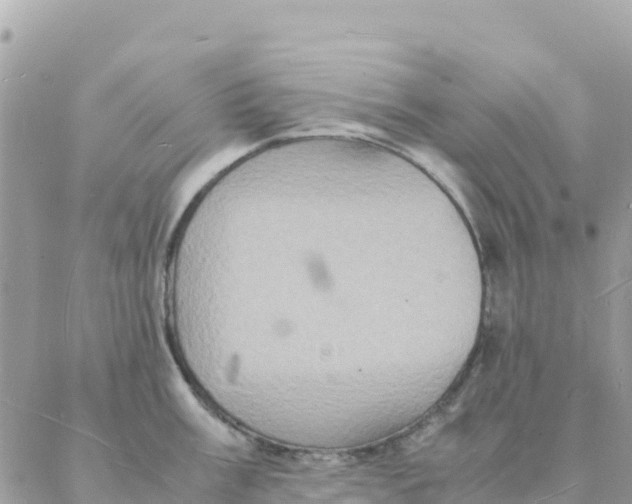 X0000088071003200706011509