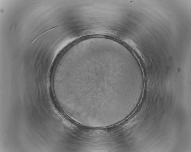 X0000088071024200706011508