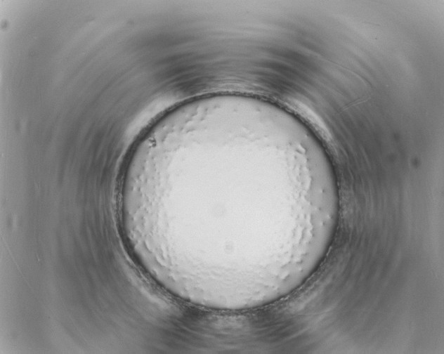 X0000088071043200706011508