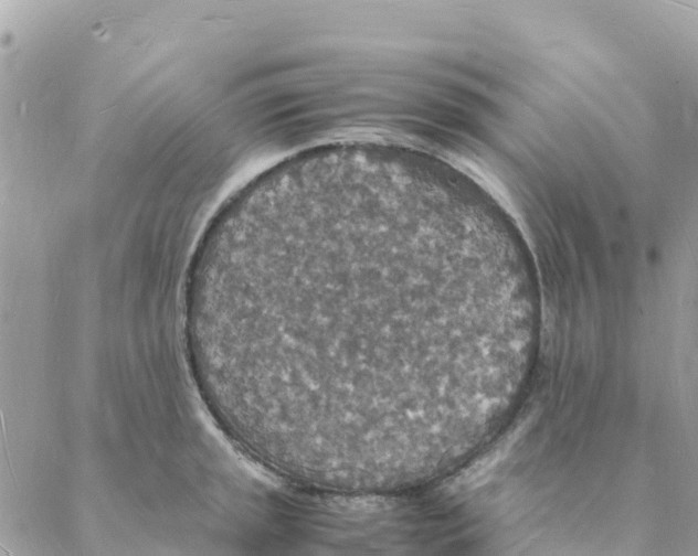 X0000088071045200706011509