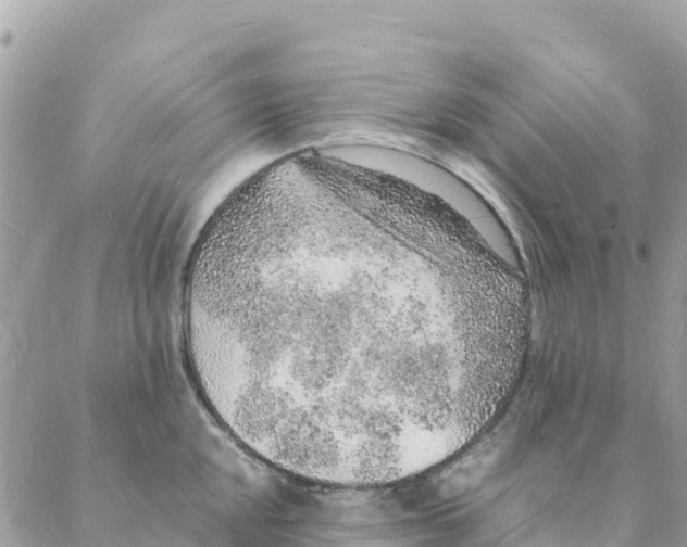 X0000088071048200706011509