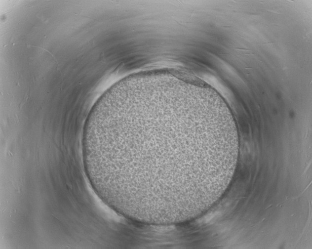 X0000088071055200706011509