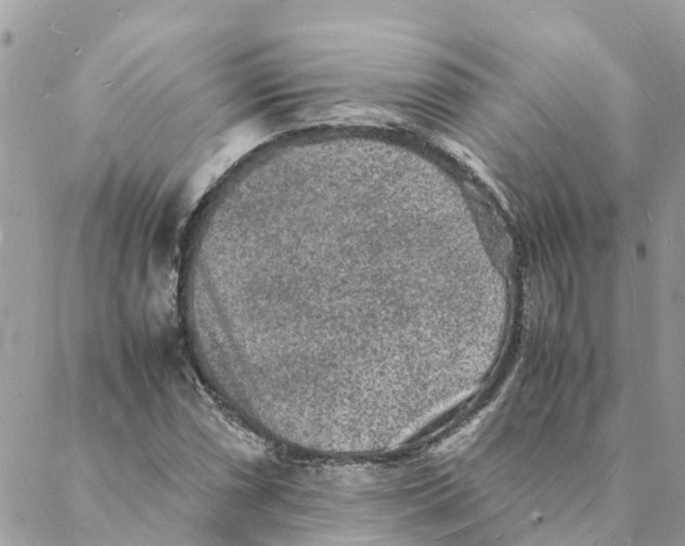 X0000088071066200706011508