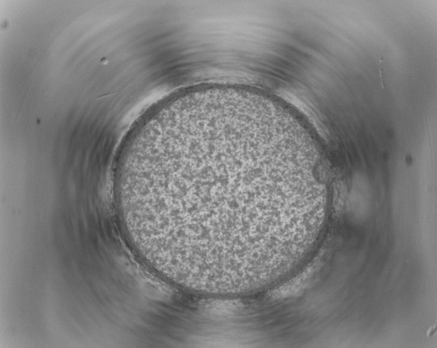 X0000088071074200706011508