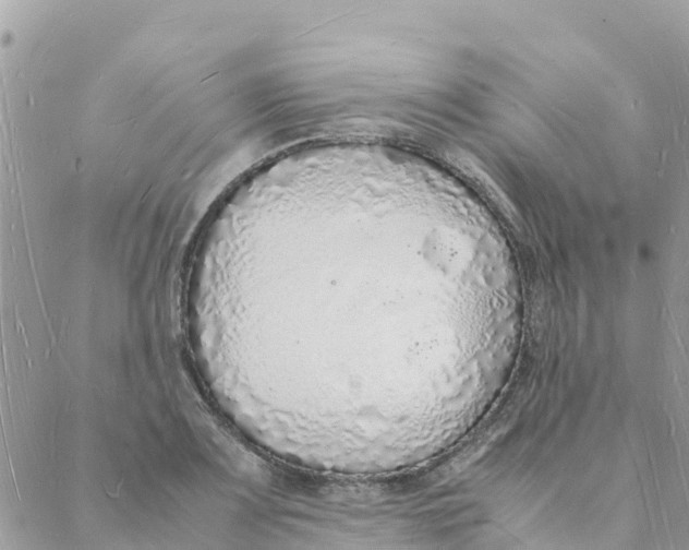 X0000088071083200706011507