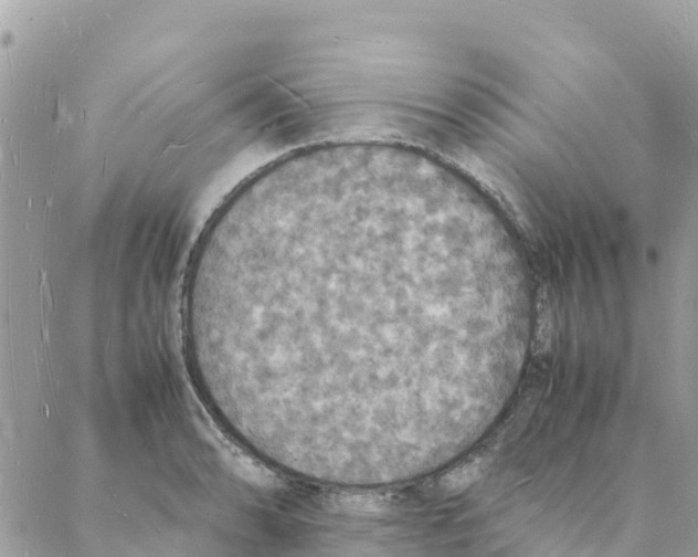 X0000088071086200706011507