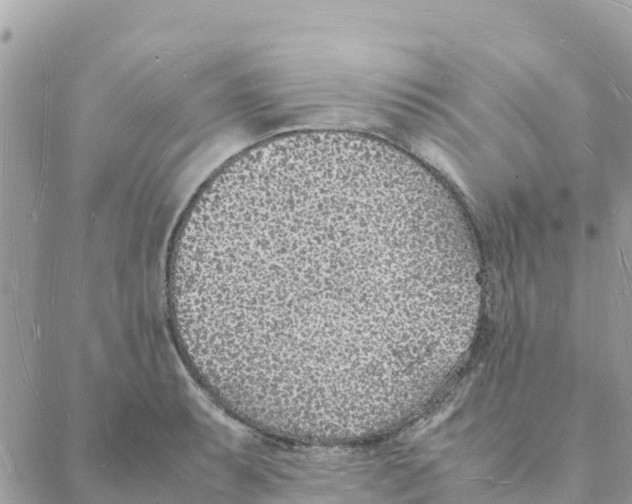 X0000088071087200706011507