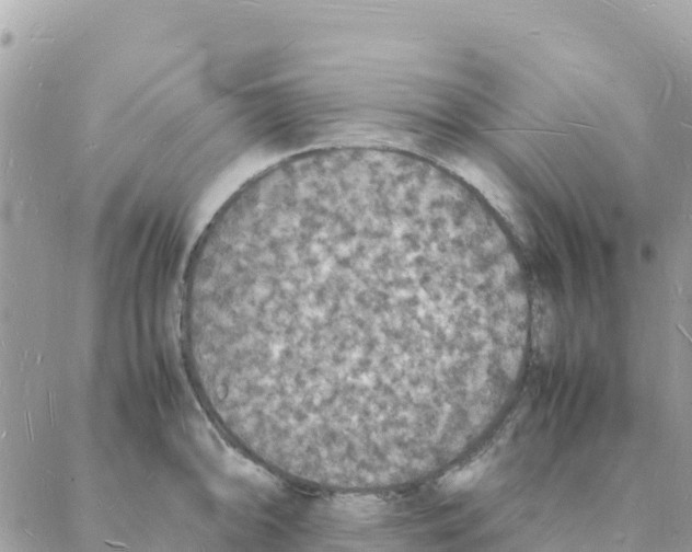 X0000088071094200706011507