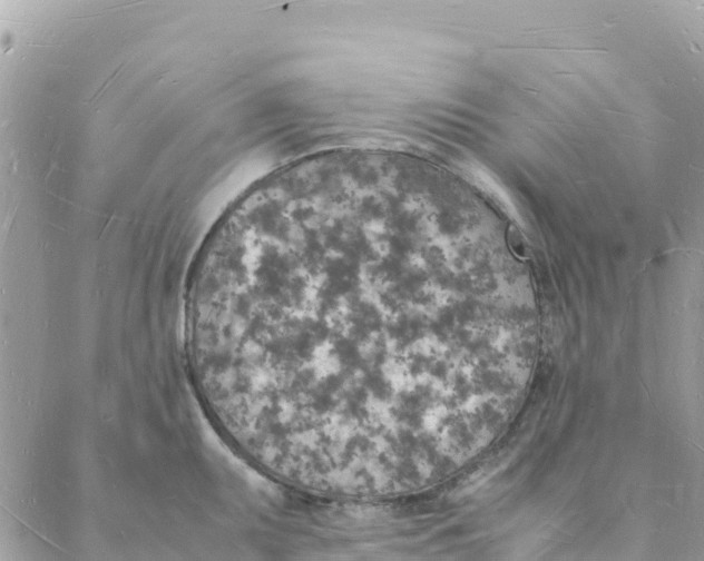 X0000088071095200706011507