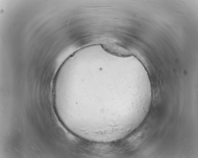 X0000088071103200706011507