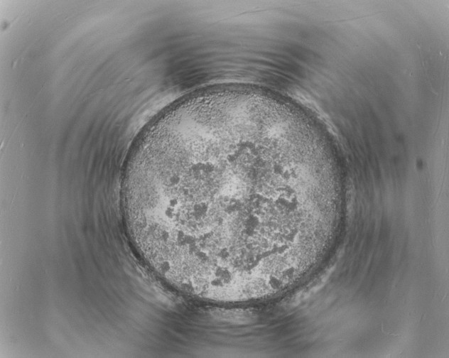 X0000088071121200706011507