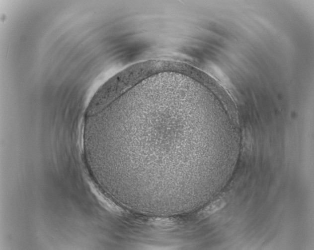 X0000088071128200706011507