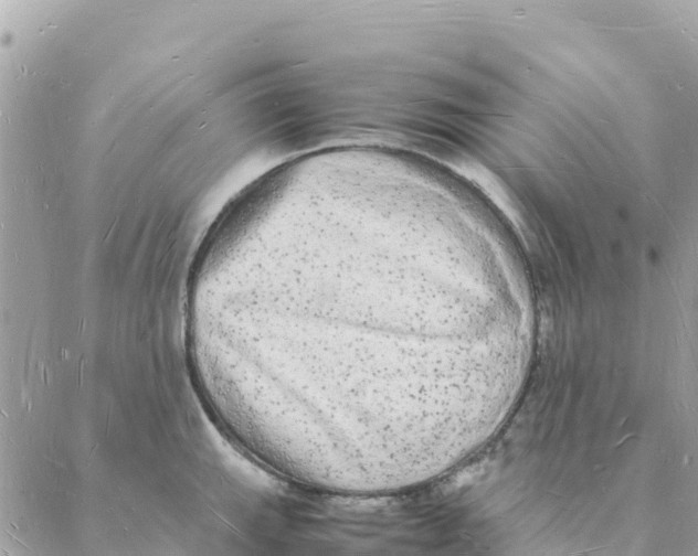 X0000088071143200706011507