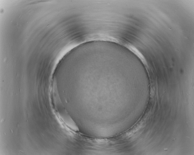 X0000088071144200706011507