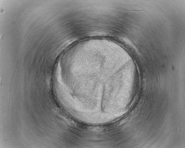 X0000088071217200706011505