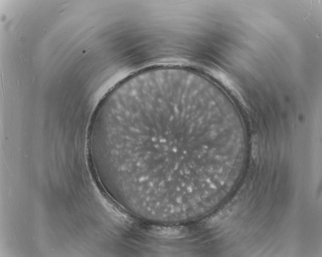 X0000088071229200706011505