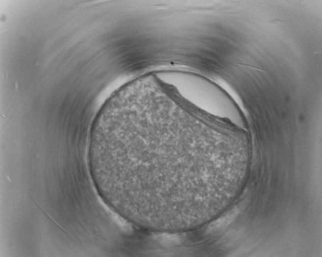 X0000088071245200706011506