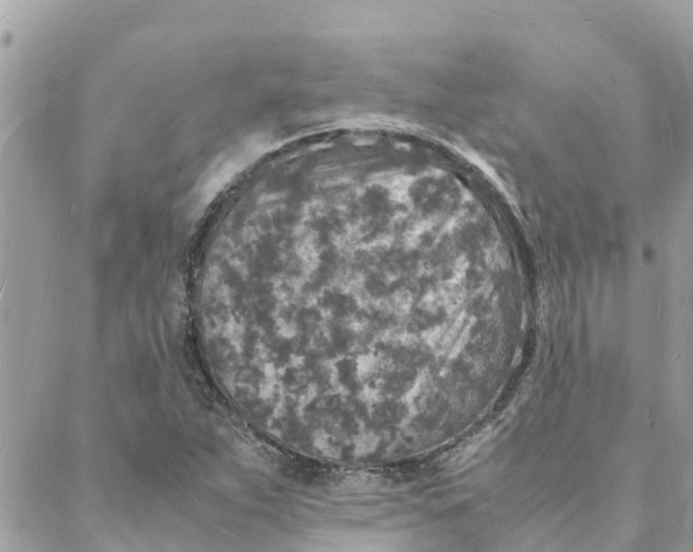 X0000088071263200706011505