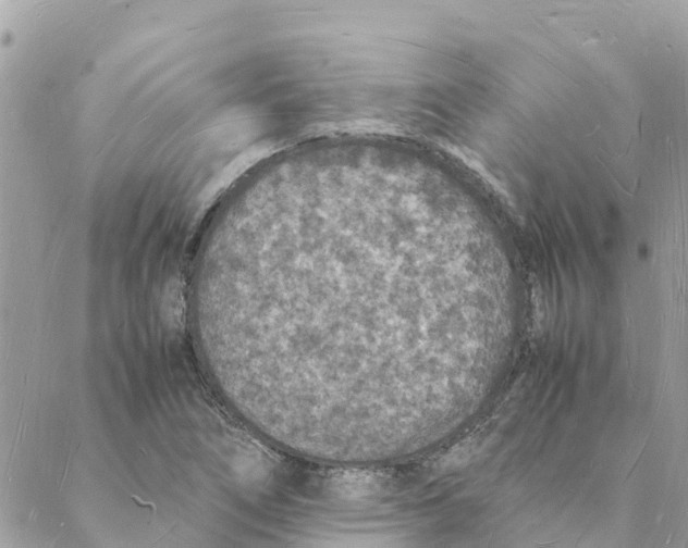 X0000088071266200706011505