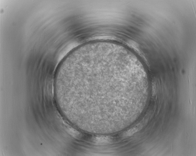 X0000088071274200706011504