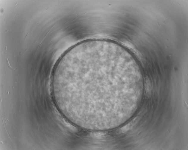 X0000088071278200706011504