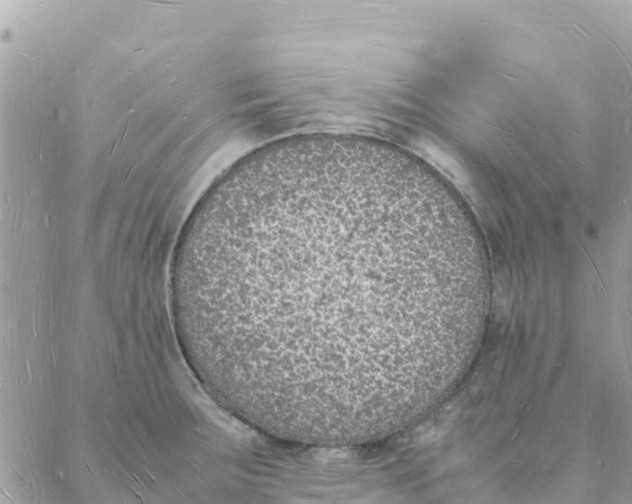 X0000088071283200706011504