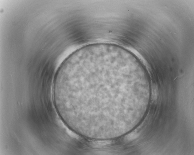 X0000088071294200706011504