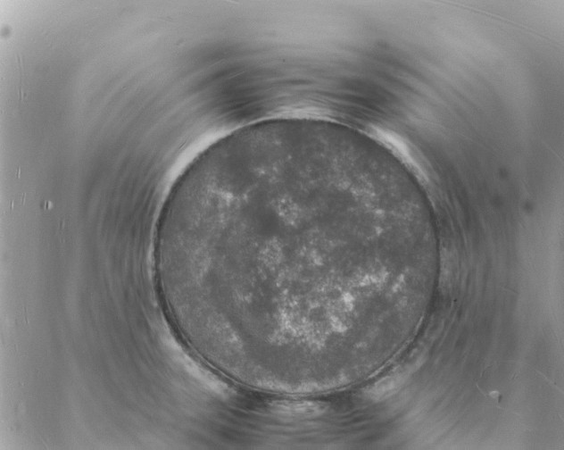 X0000088071331200706011504