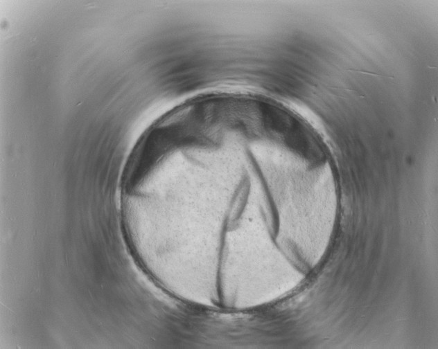 X0000088071335200706011504