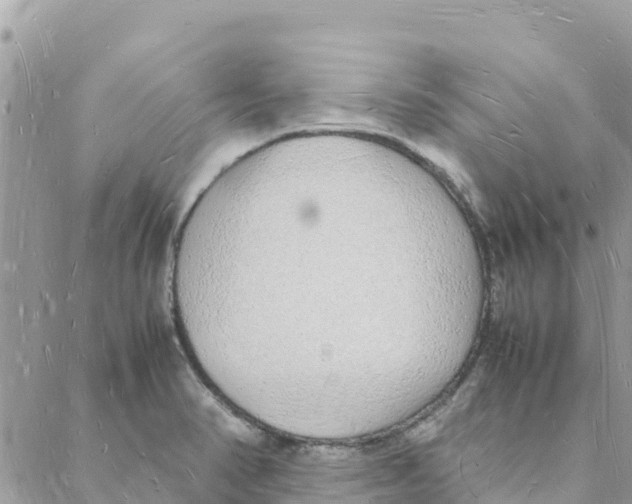 X0000088071374200706011503