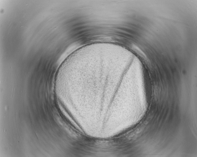 X0000088071378200706011503