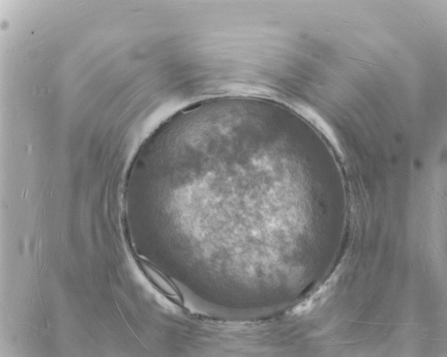 X0000088071381200706011503