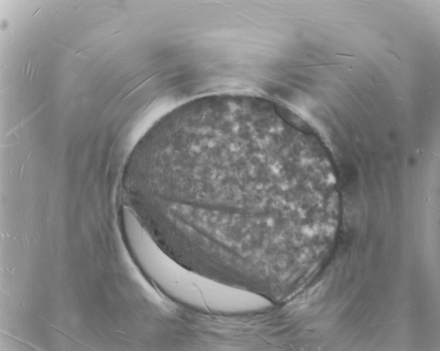 X0000088071383200706011503