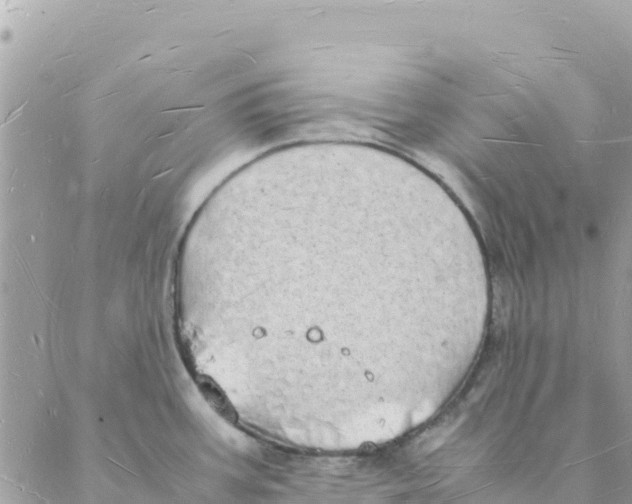 X0000088071387200706011503