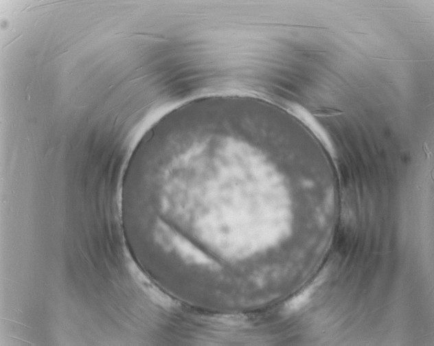 X0000088071388200706011503