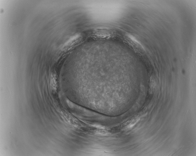 X0000088071394200706011502