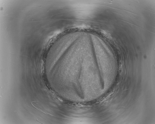 X0000088071398200706011502