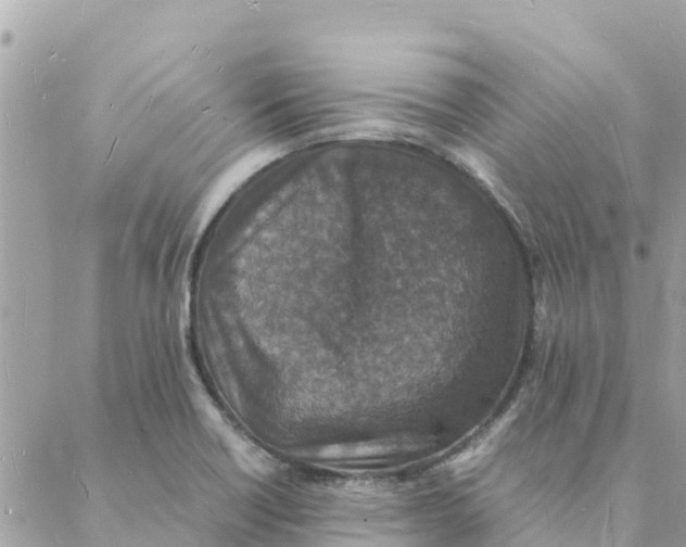 X0000088071418200706011502